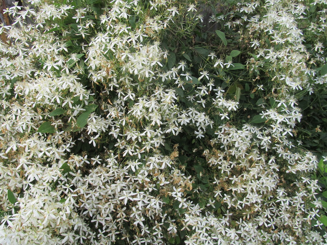 Когда цвели цветы - Елена Шаламова