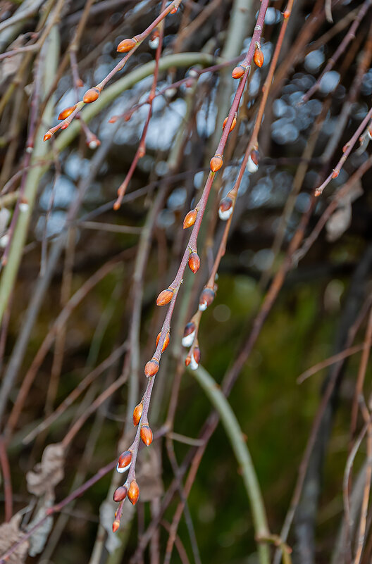 Весна идет! - Варвара 