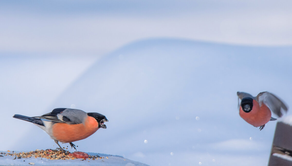 "Это всё моё!!!" - Владимир Безбородов