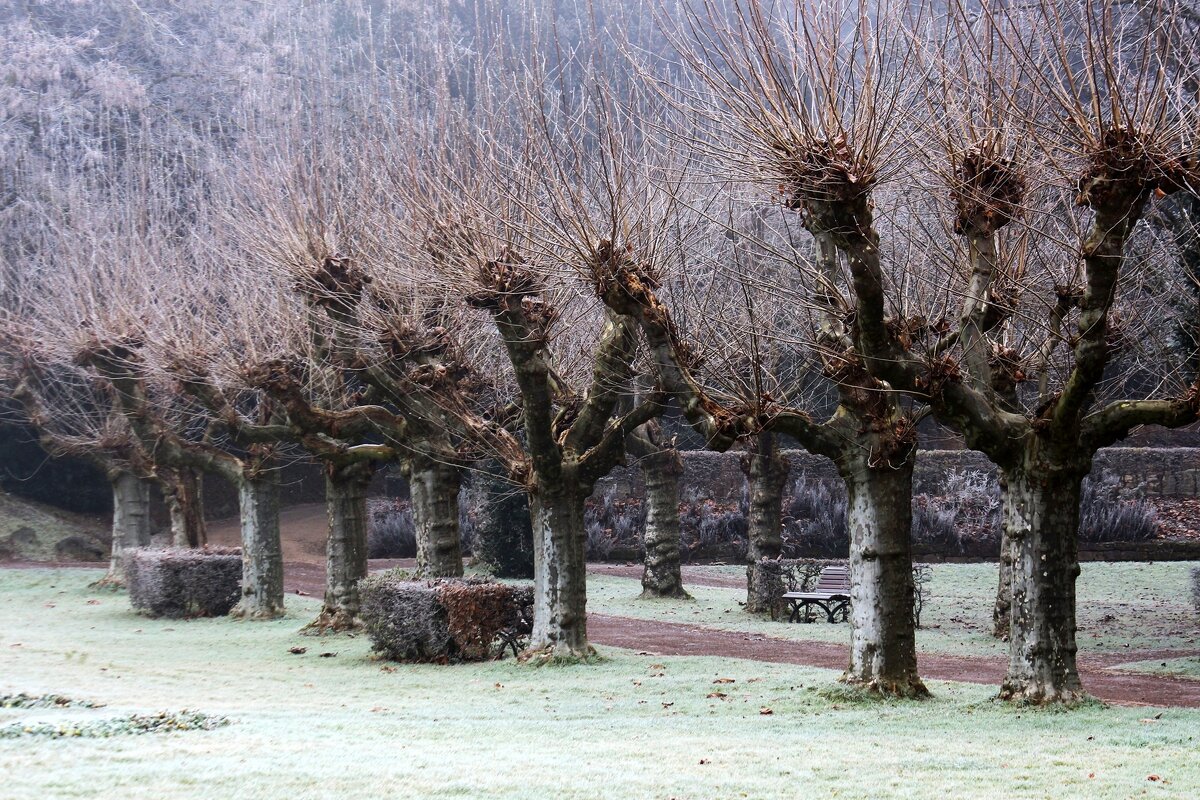 Платановая аллея - Юрий. Шмаков