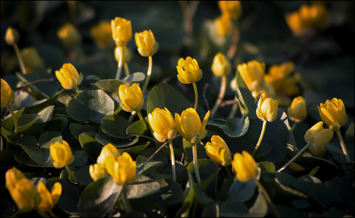 *** - Александр. AVG100 ---