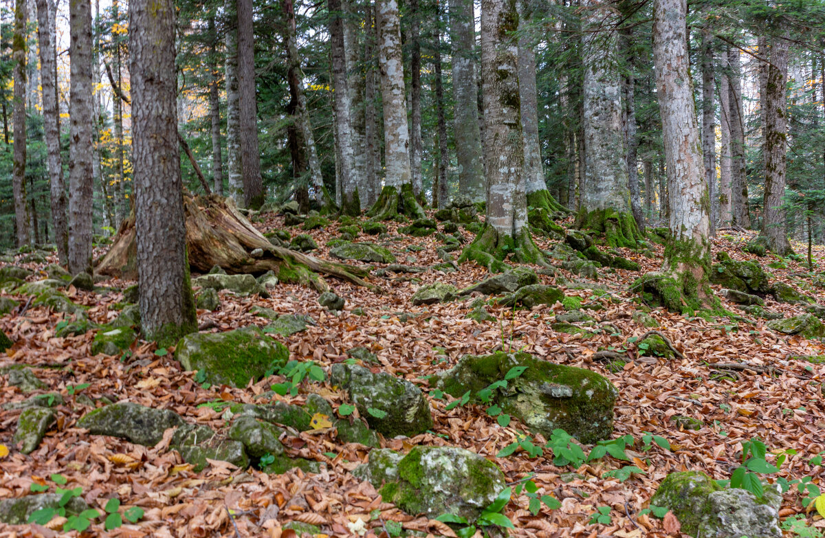 в лесу Адыгейских гор - ирина )))
