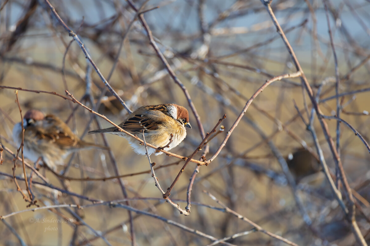 Воробей на ветке - Александр Синдерёв