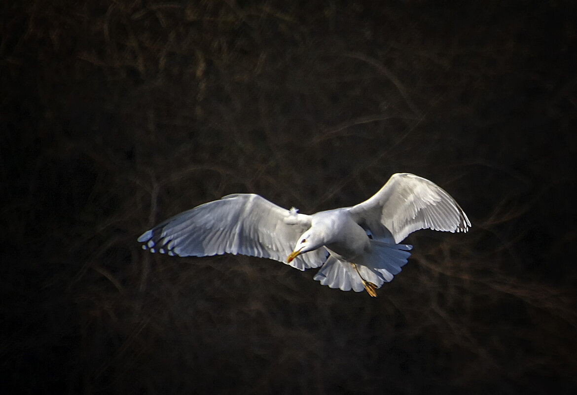 ****** - Андроник Александр 