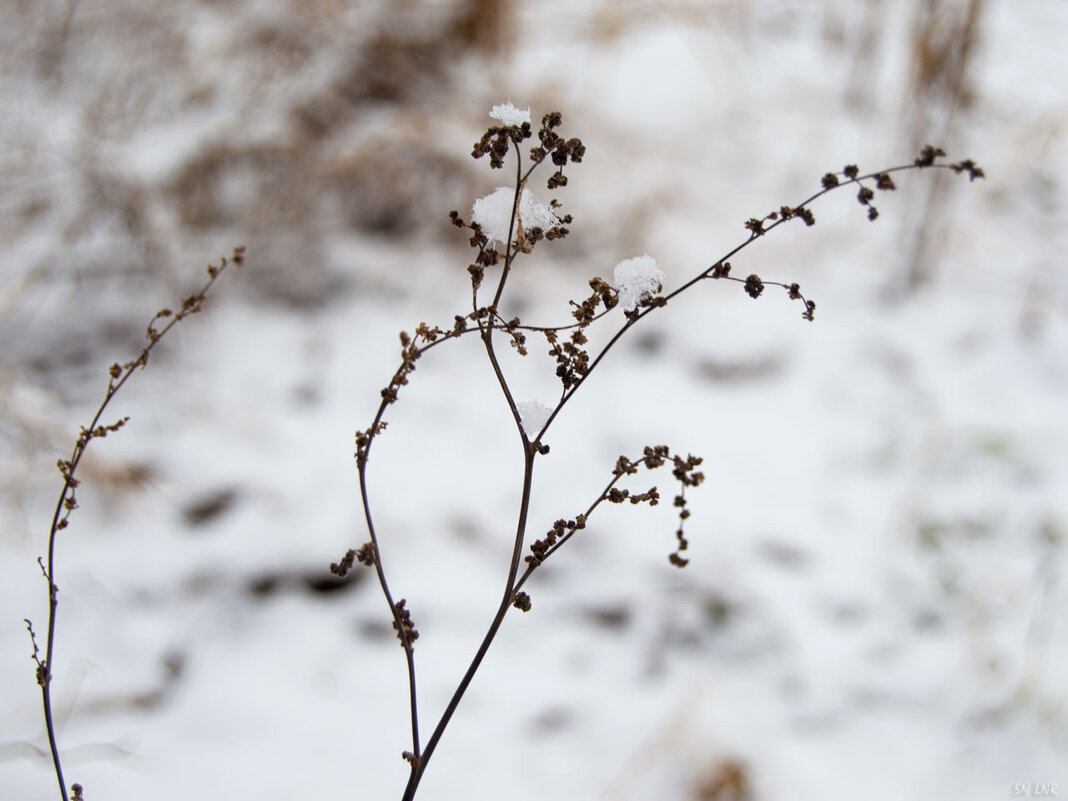 Зимняя трава - Наталья (ShadeNataly) Мельник