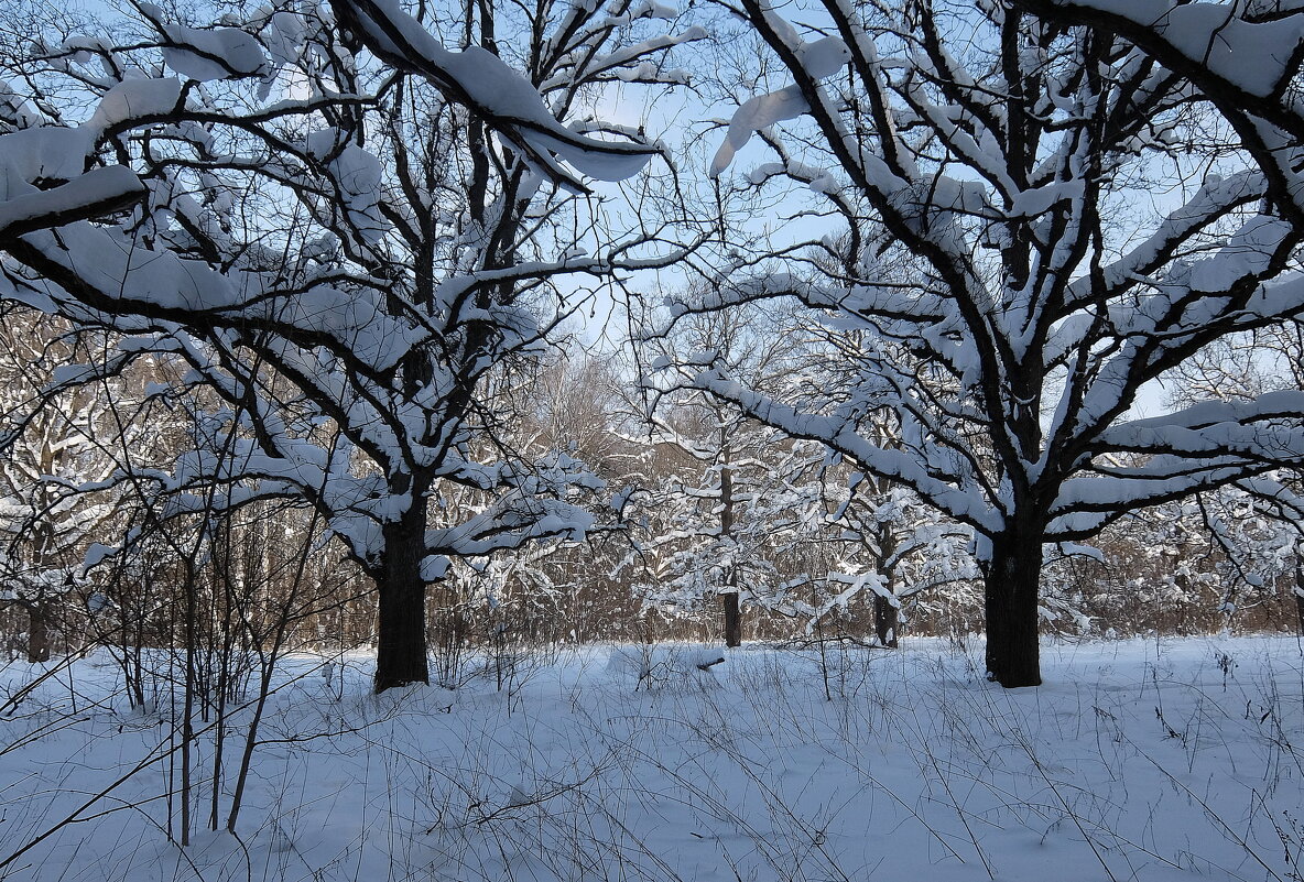 Февраль – всего лишь робкий шаг к весне. - Люба 
