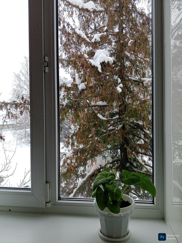 Вид из окна на зиму - Юлия Денискина