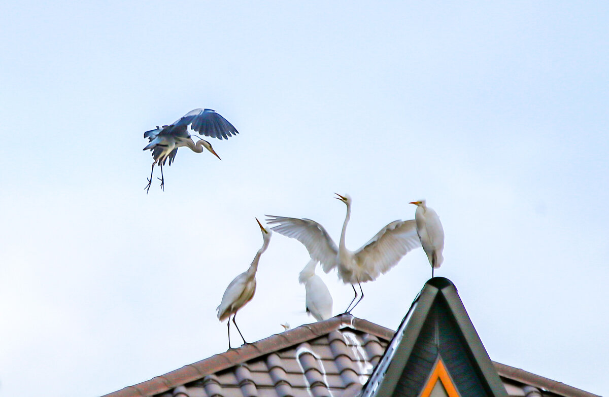 ---- - Алтынбек Картабай 