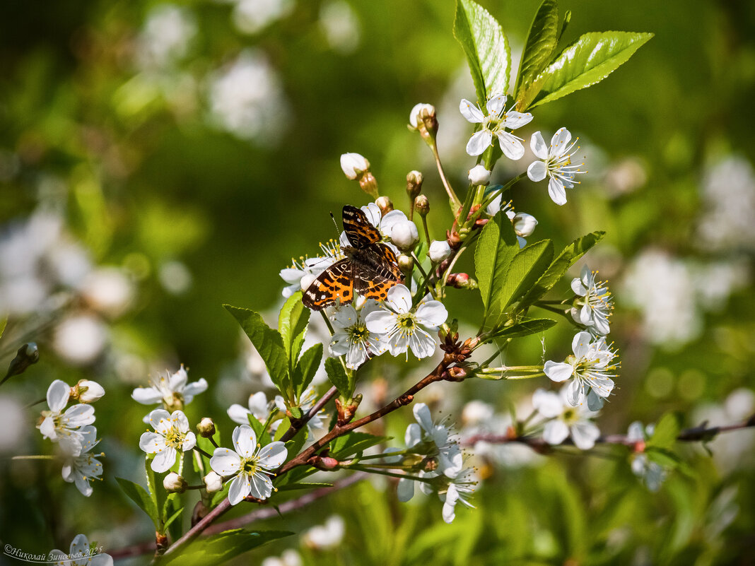 Лето прекрасной поры) - Николай Зиновьев