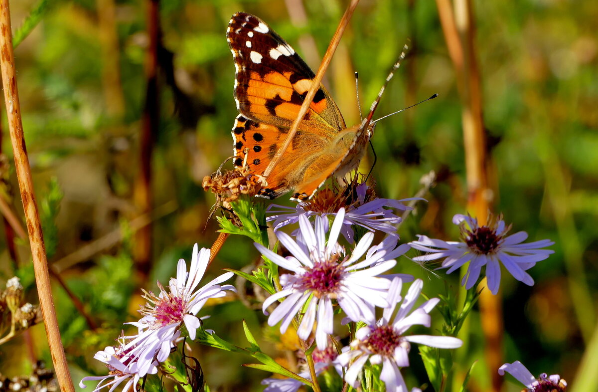 опять про бабочек...416 - Александр Прокудин