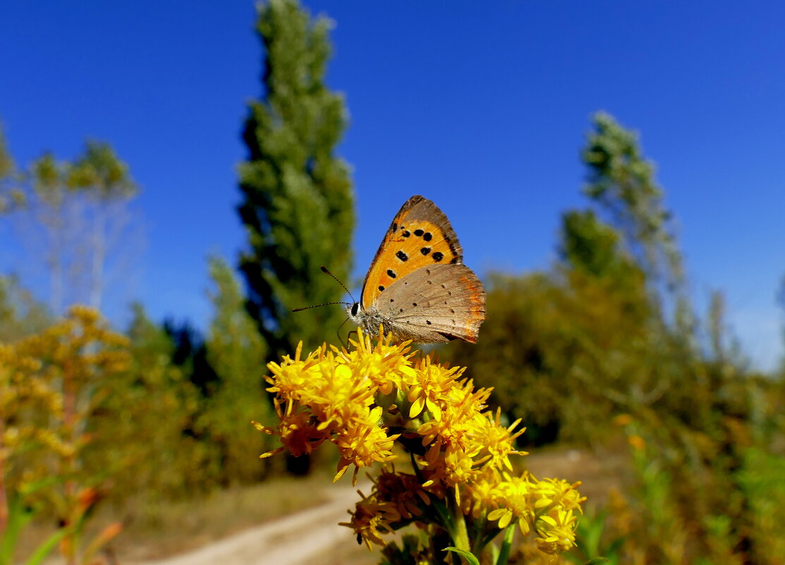 опять про бабочек...419 - Александр Прокудин