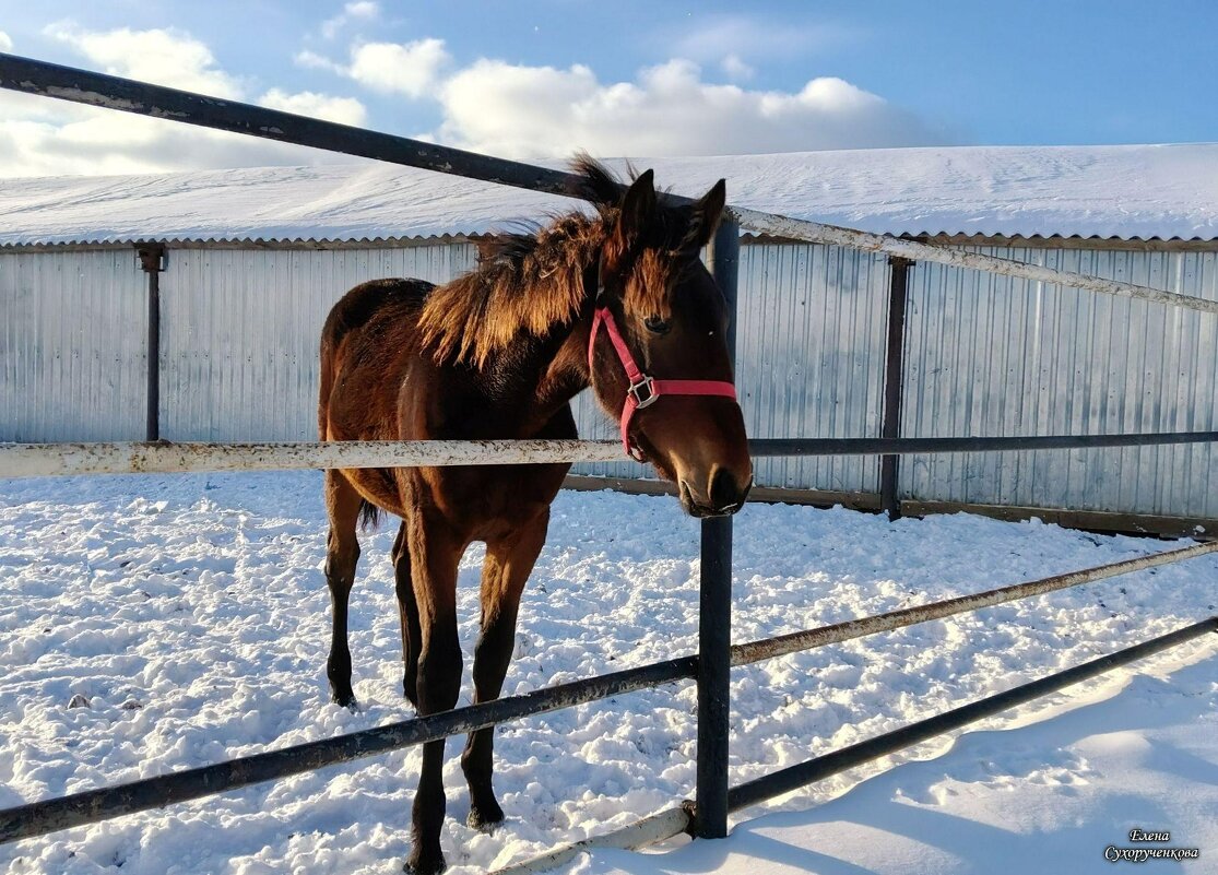 Жеребёнок - Елена Сухорученкова