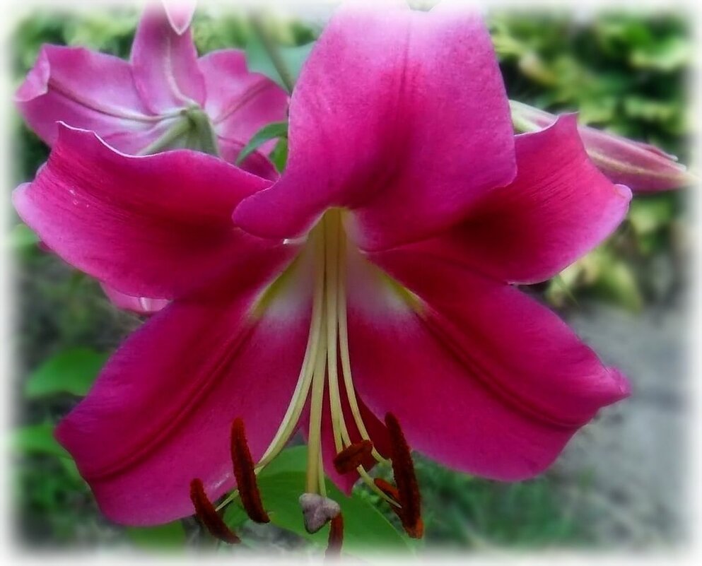 Ллилия - Елена Сухорученкова