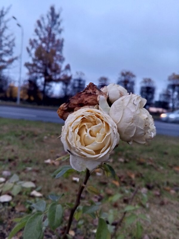 Роза - Сапсан 