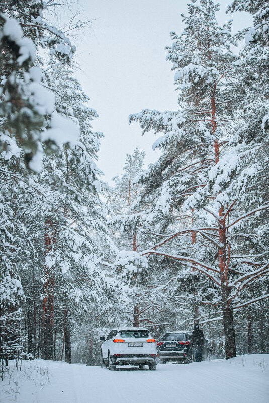 Зимний лес - Дмитрий 