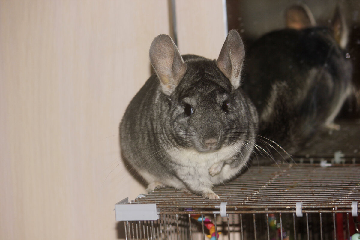 Маруся - Сергей Кочнев