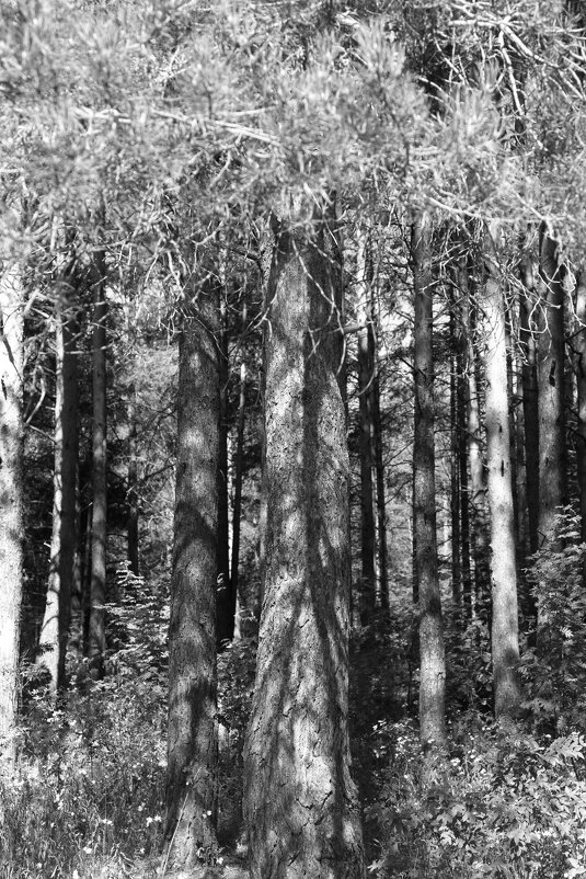 Фотография - Денис Безногов