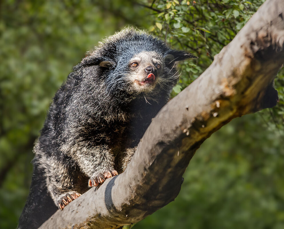 Бинтуронг - SanSan 