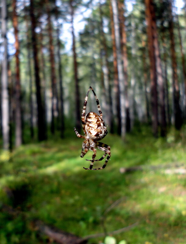 КПП на входе в лес. - nadyasilyuk Вознюк