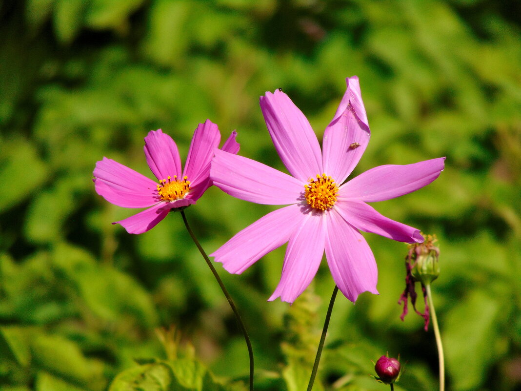 КОСМЕЙКИ. - nadyasilyuk Вознюк