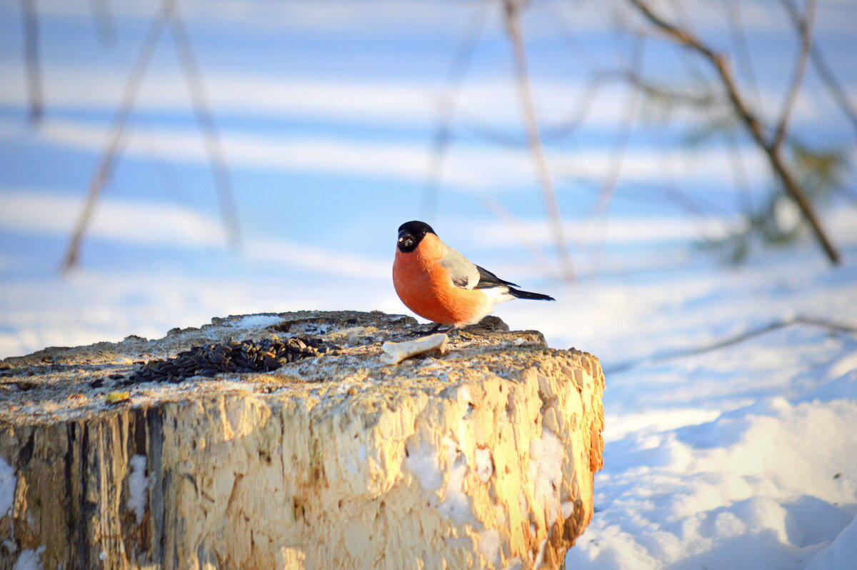 Птицы зимой - Татьяна Лютаева