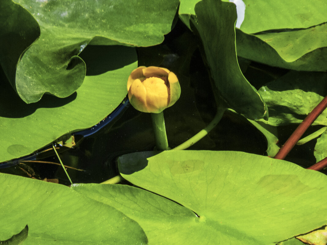 Кувшинка  жёлтая - Валентин Семчишин