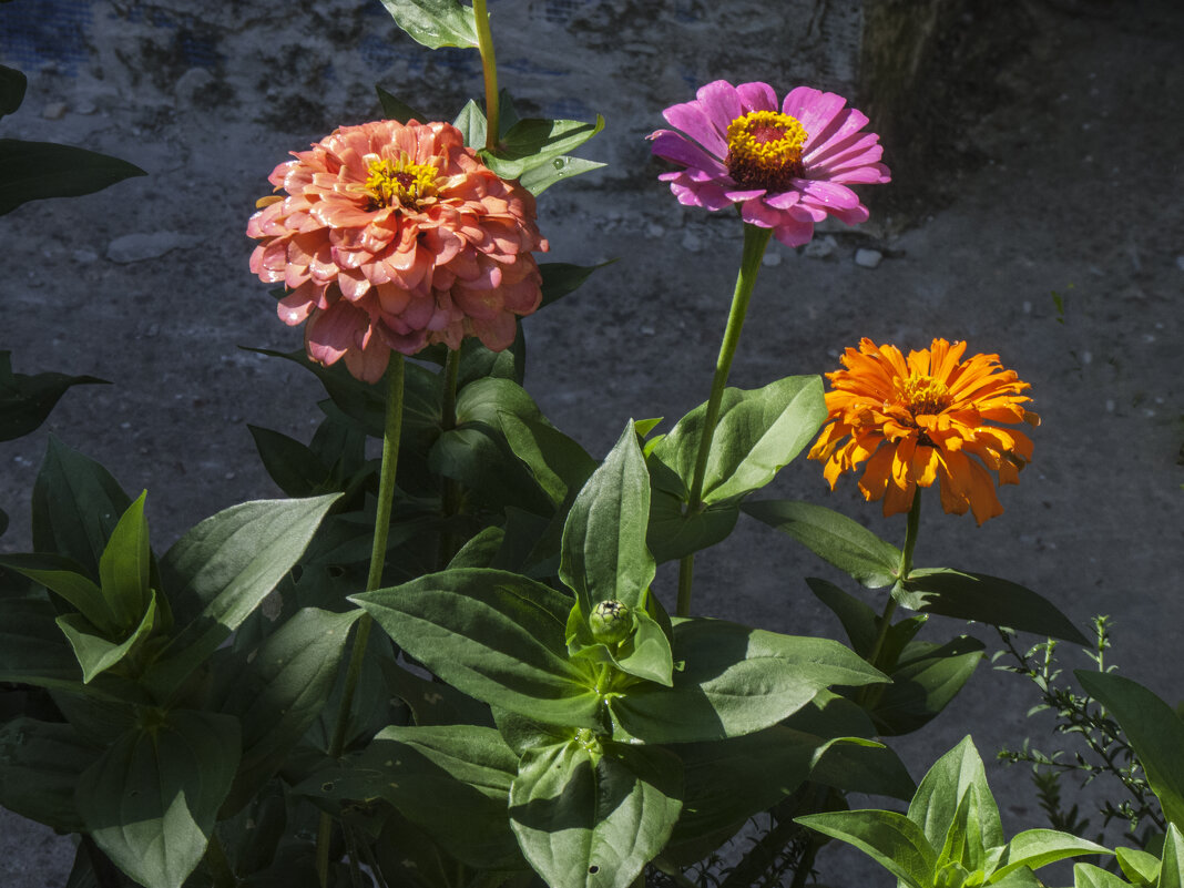 Цинии - Валентин Семчишин