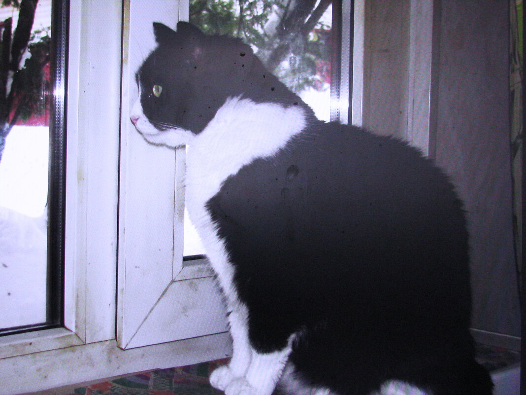 Наблюдает за птичками - Людмила Смородинская