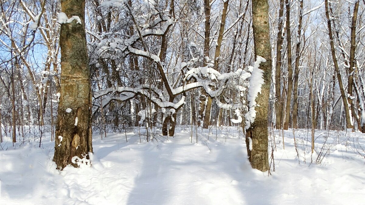 Зима в январе. - Милешкин Владимир Алексеевич 