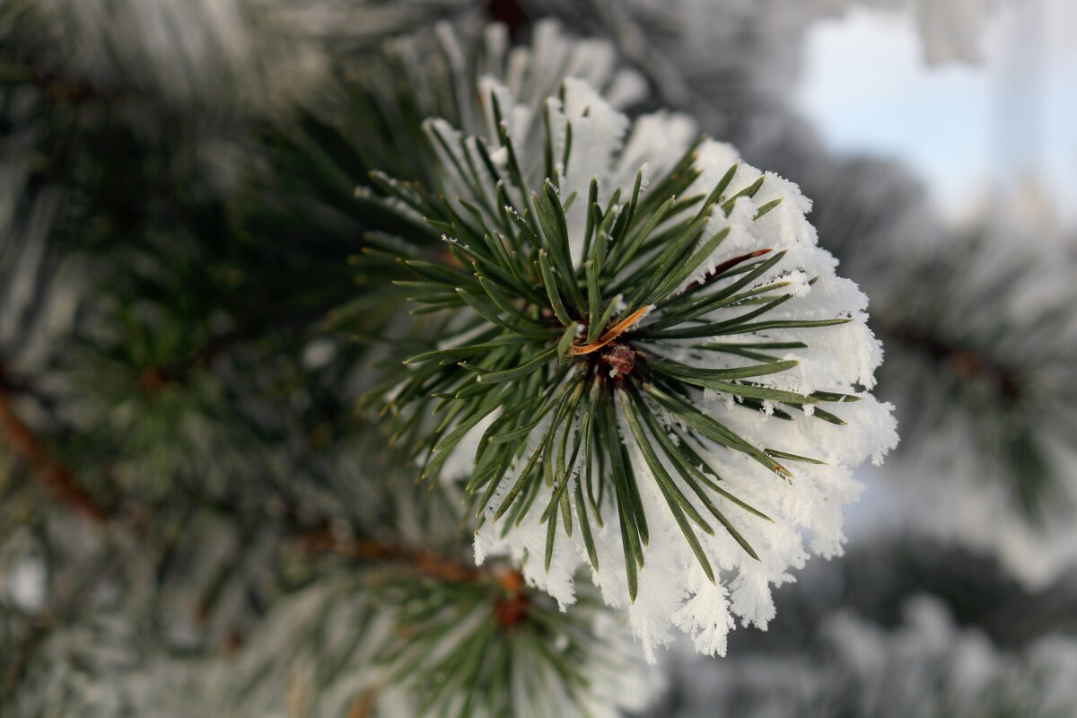 В снежной шубке - Ольга 