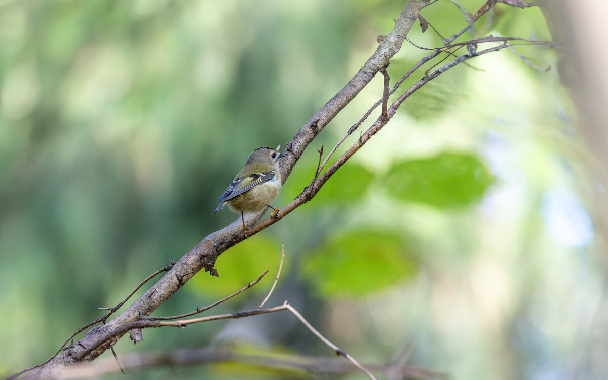 желтоголовый королек. - юрий макаров