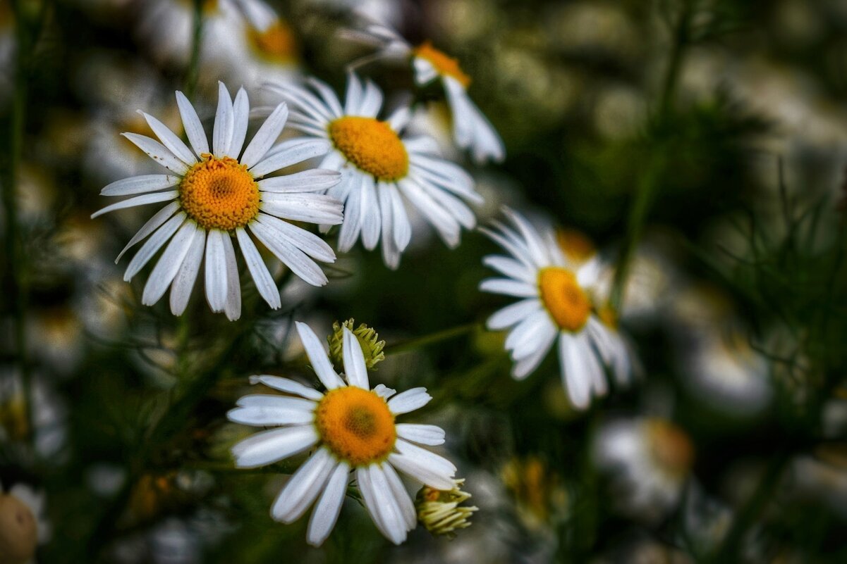 Ромашки - Оксана Н.