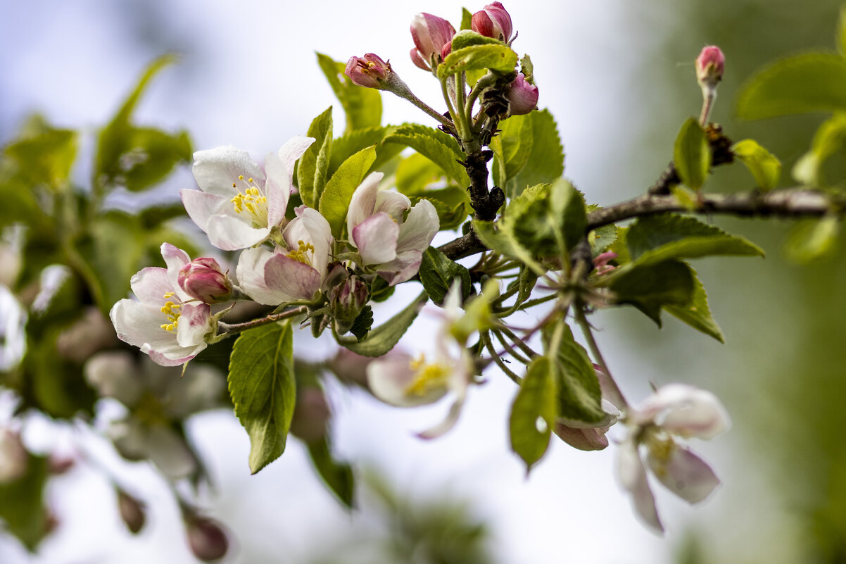 Весна не за горами 6 - Николай 