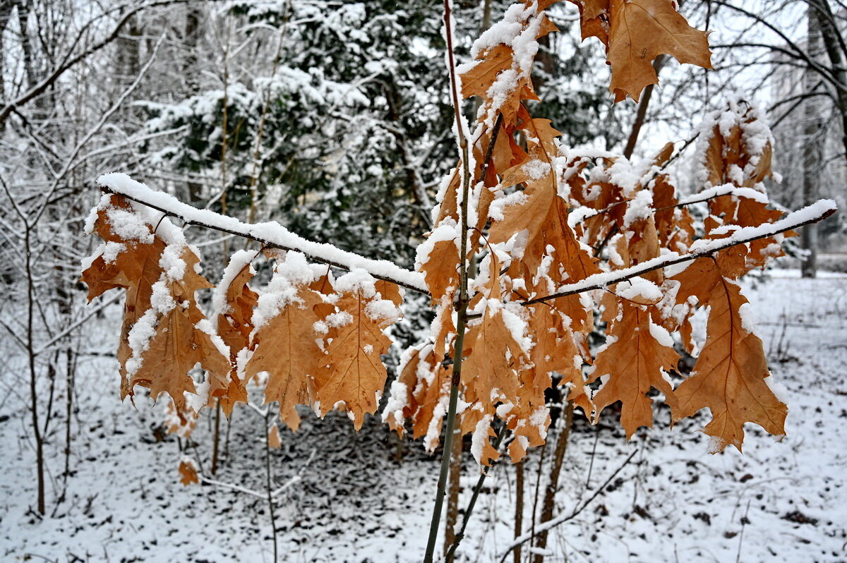 Опять выпал снег... - Николай Саржанов