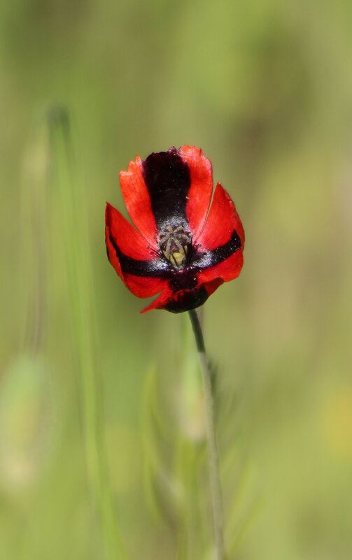 Мак. - Александр. AVG100 ---