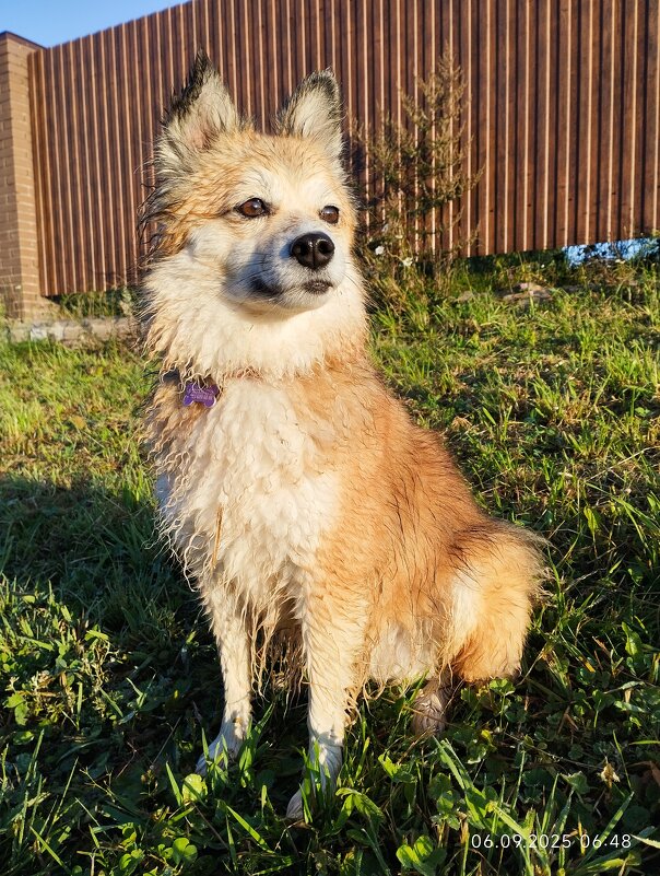 солнечные ванны Лисички - Лидия Меркулова