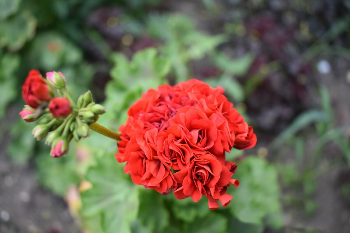 Герань - Дарья Шуклина