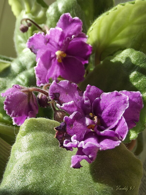 Фиалки - Freddy 97