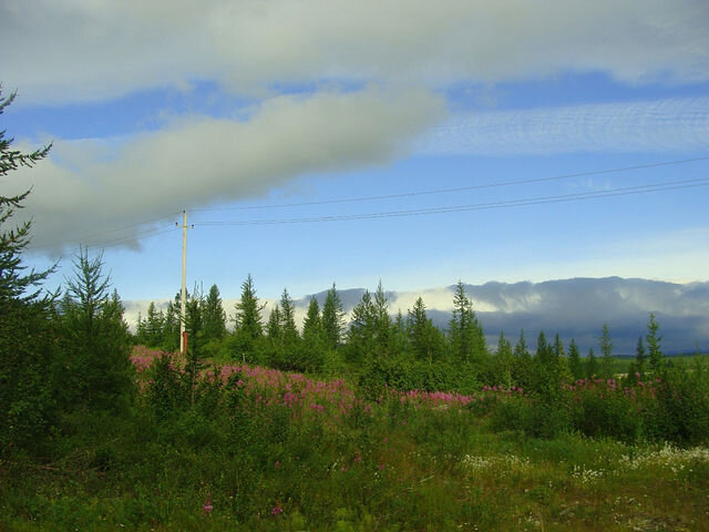 Лето. Лабытнанги. Ямал - Tata Wolf