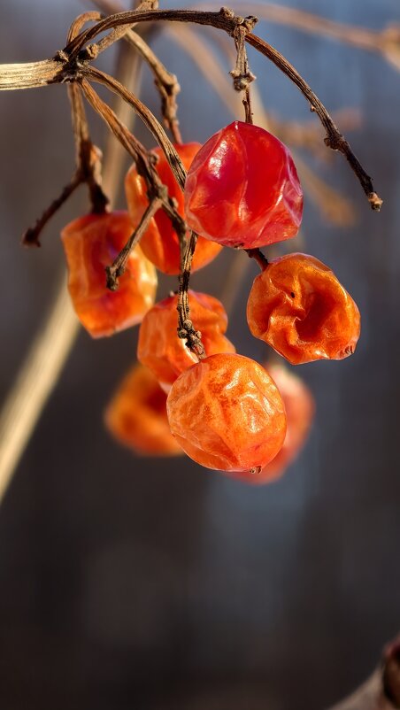 Зимние ягоды - Мариша 