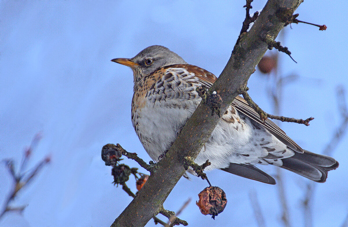... - Вячеслав Минаев