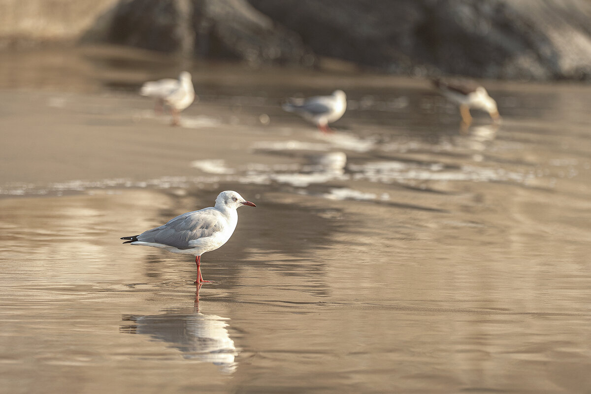 Перуанская авифауна в кадре - Svetlana Galvez