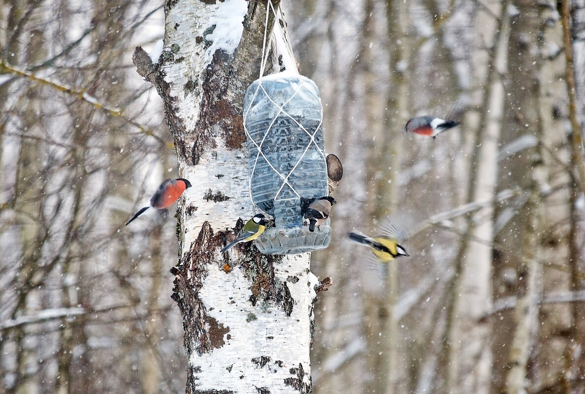 Движуха у кормушки - Валерий Иванович