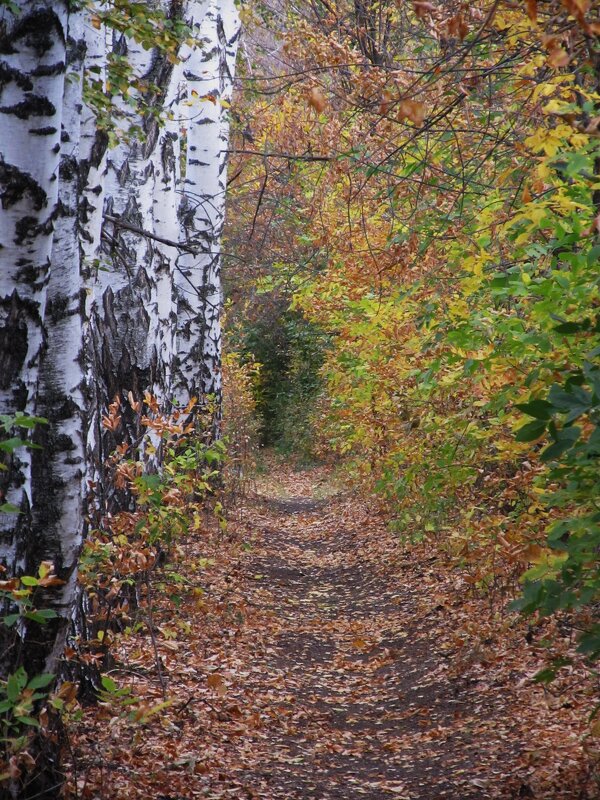 В берёзовой аллее - Елена Шаламова