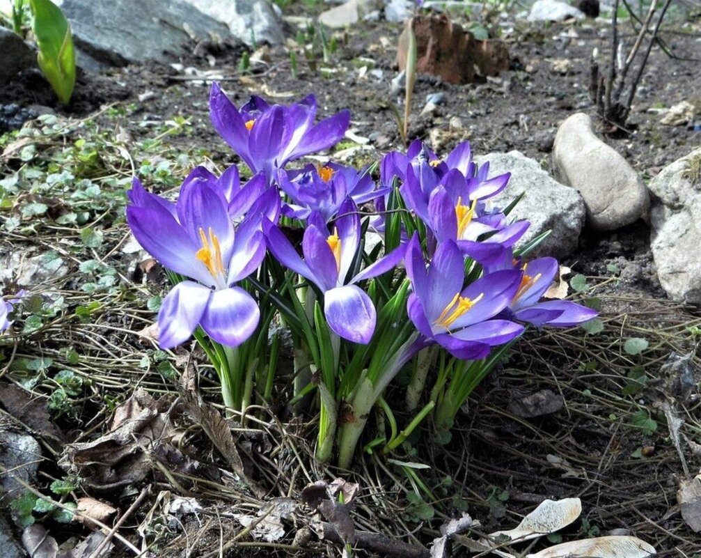 Скоро весна - Лариса С.