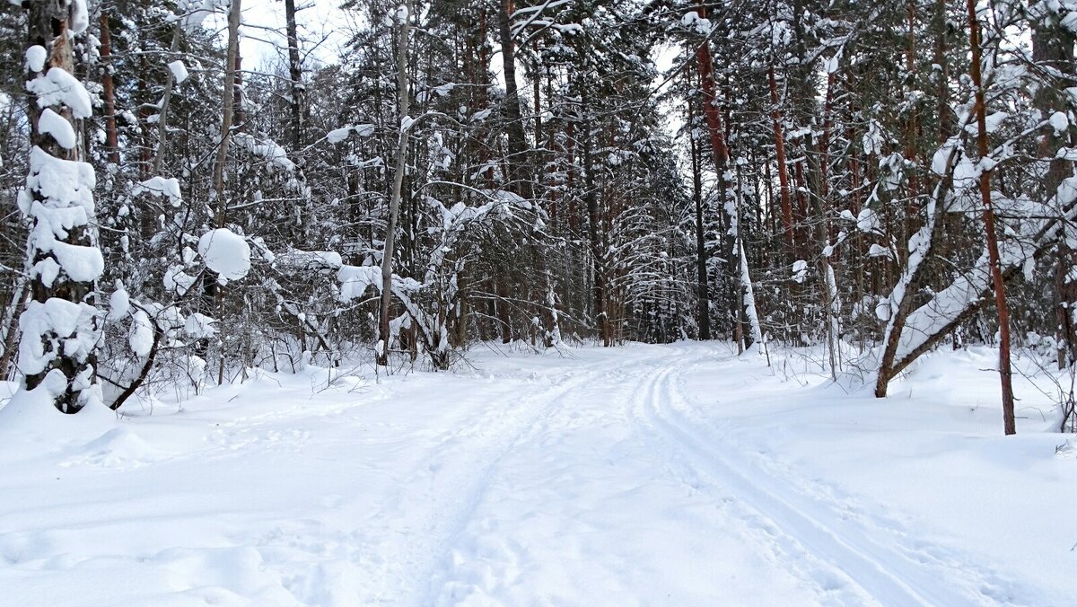 Зимний лес. - Милешкин Владимир Алексеевич 