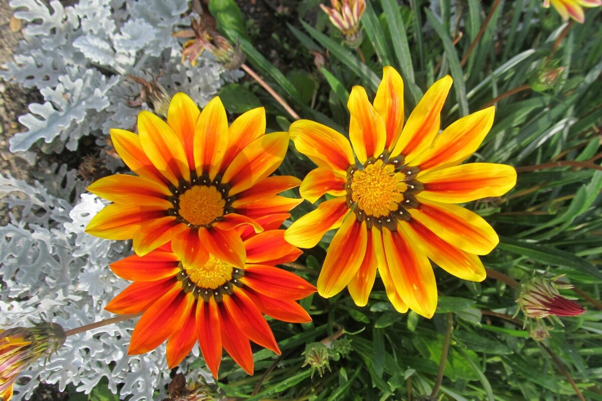 Гацания - PRP 