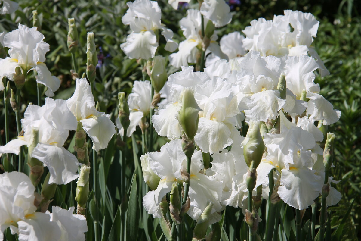 БЕЛЫЕ ИРИСЫ В ЛЕТНЕМ САДУ - Валентина 