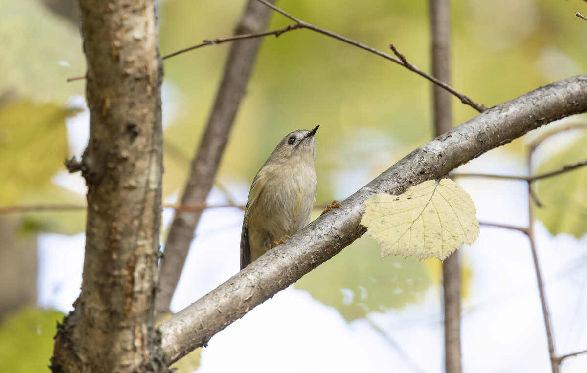 желтоголовый королек. - юрий макаров