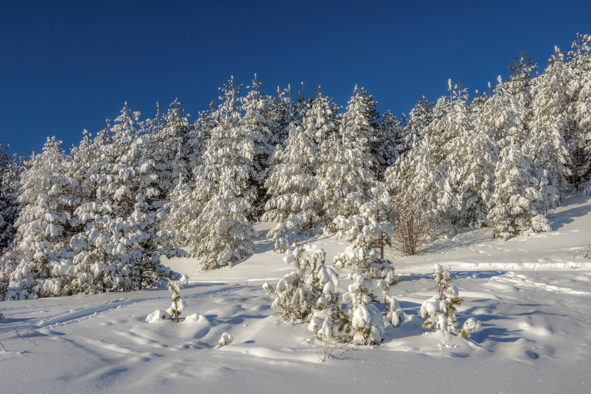 Снежная зима - Наталья Димова